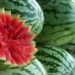 keep watermelon fresh and delicious for six months without preservation 74889