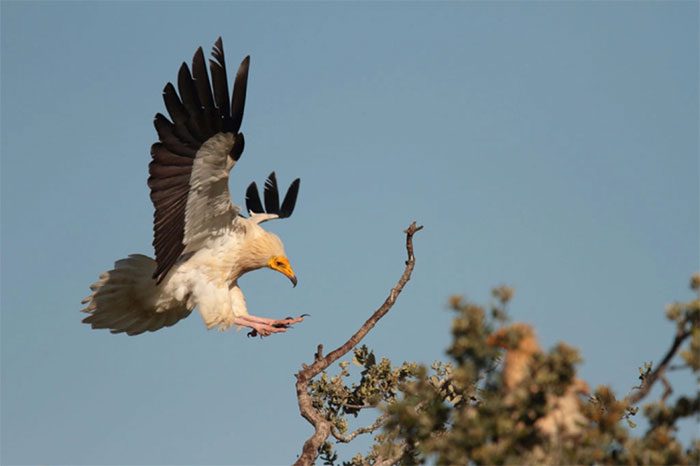 The “divine bird” Egyptian Vulture prefers to perch on large, dead branches or cliffs to observe.