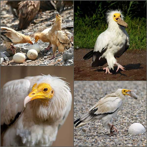 The Egyptian Vulture is one of the species that can use tools to break eggs.