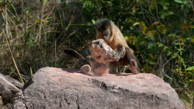 A monkey using a stone to crack open nuts and shells.