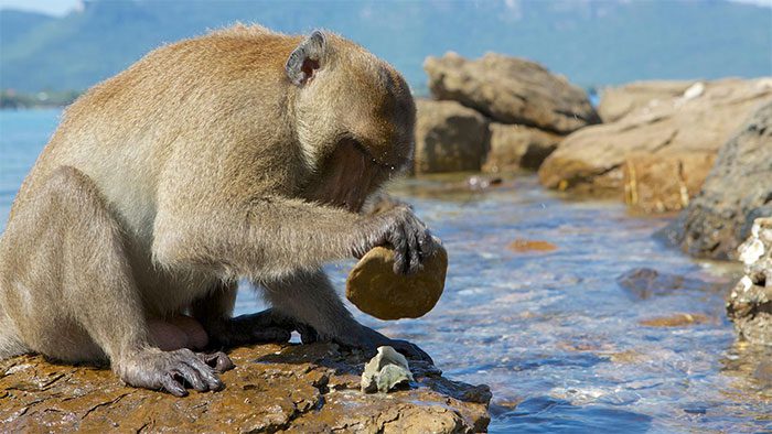 Capuchin monkeys using stones to crack shells