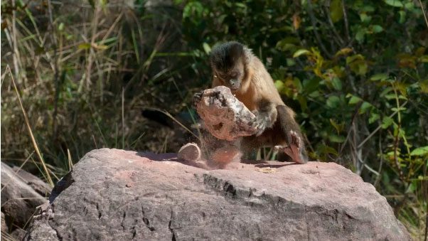 Capuchin monkeys in their own "Stone Age"