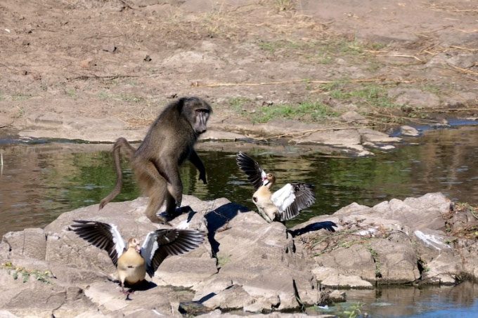 A chacma baboon snatched several eggs from the nest.