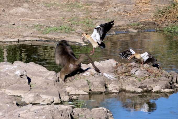 In a moment, the baboons retreated while the mother goose chased closely.