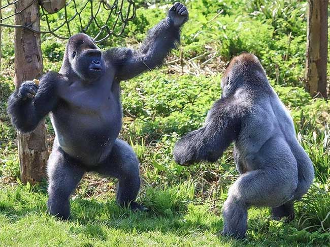 Gorillas are one of the closest surviving relatives to humans.