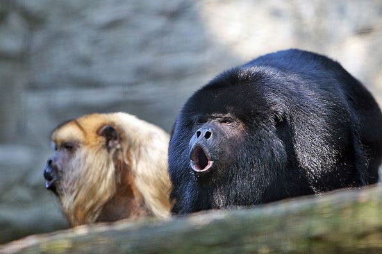 Loudest animals on the planet