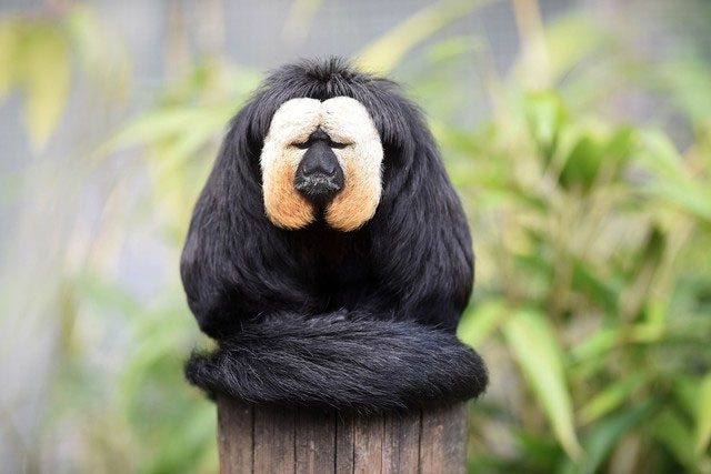 Due to their shy nature and elusive lifestyle, Saki monkeys rarely appear before humans.