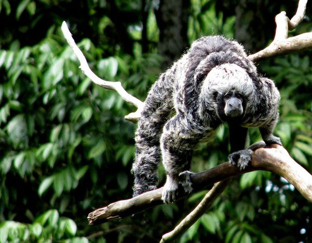 Saki monkeys can spend up to 12 hours a day hiding behind dense leaves.