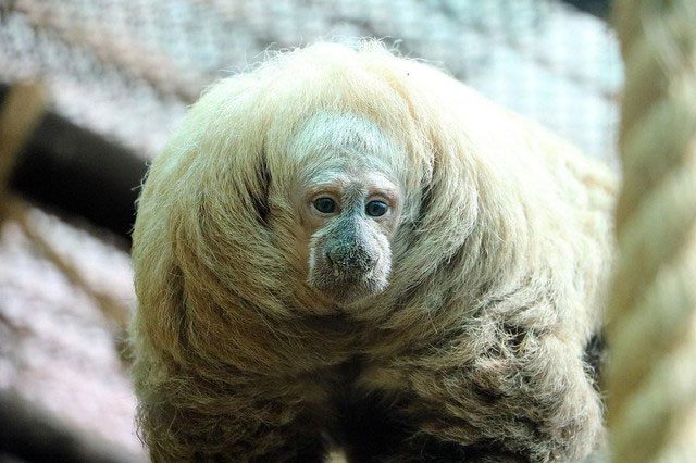 Saki monkey