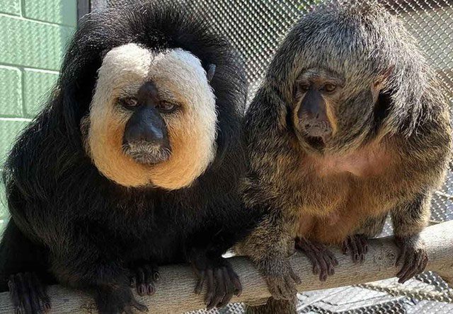 The fur coloration of Saki monkeys varies by species