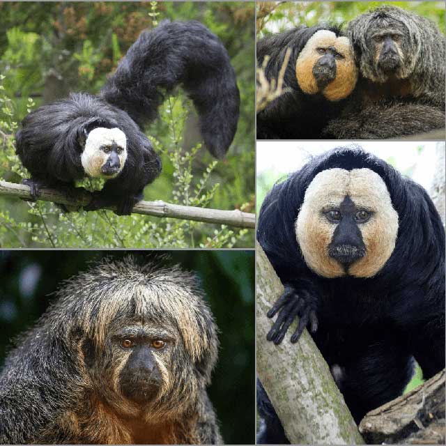 Saki monkeys are social animals