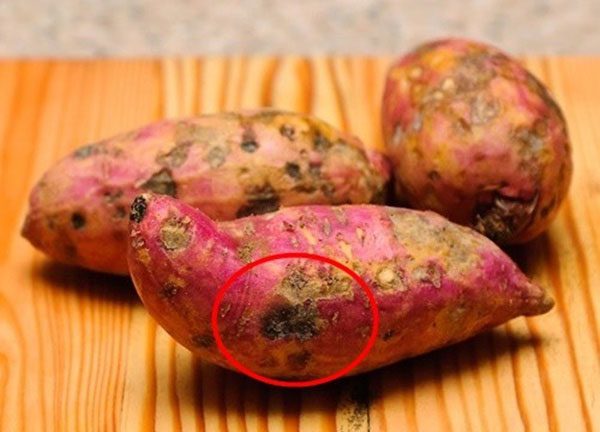 Infested sweet potato