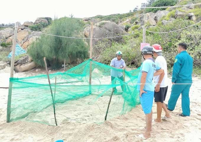 Local residents protect the sea turtles on Cu Lao Xanh Island, Binh Dinh, on July 15.