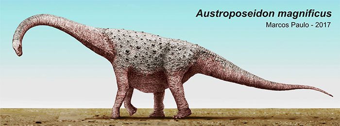 Austroposeidon magnificus can reach a length of up to 25 meters (82 feet) when fully grown.