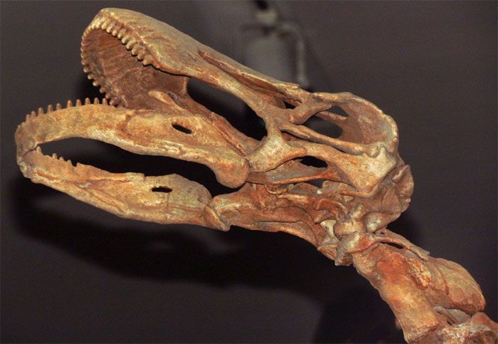 Skull of Rapetosaurus krausei at the Ontario Museum, Toronto, Ontario, Canada.