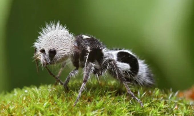 Female panda ant.