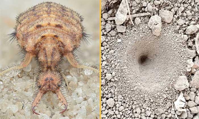 Antlion