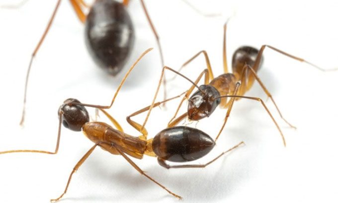 Florida carpenter ants amputating legs of injured peers.