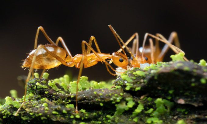 Crazy yellow ants can spray acid to hunt.