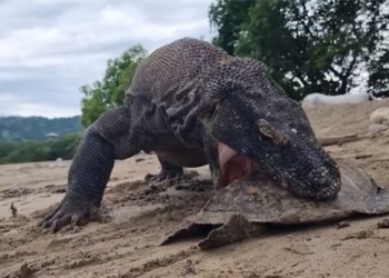 komodo dragon crushes turtle with horrifying strength 121958