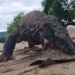 komodo dragon crushes turtle with horrifying strength 121958