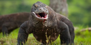 komodo dragon teeth discovered to have extremely sharp enamel 135783