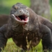 komodo dragon teeth discovered to have extremely sharp enamel 135783