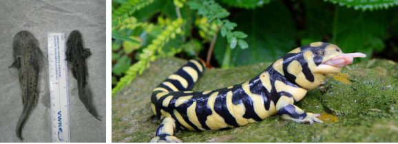 Tiger Salamander