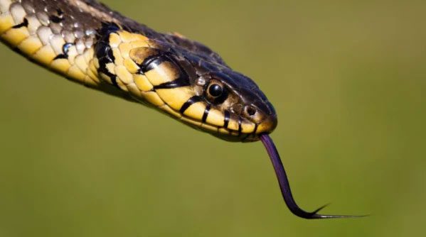 Snakes can hiss for defense.