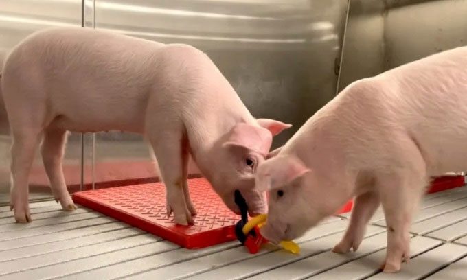 Piglets raised at United Therapeutics' organ production facility.