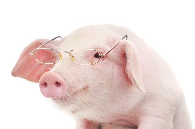 Are pigs smarter than dogs and chimpanzees?