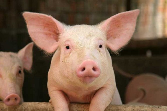 Are pigs smarter than dogs and chimpanzees?