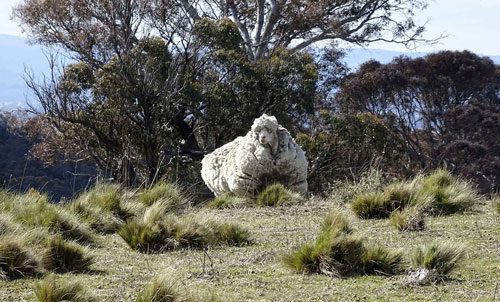 The unshorn thick fleece can be life-threatening for a Merino sheep like Chris