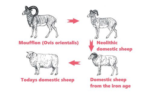 Sheep have been domesticated by humans for around 11,000 - 9,000 years BC