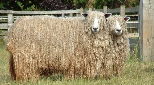 Wool-producing breeds are mostly suited for farming environments