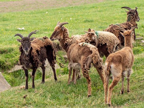 Soay sheep with its distinctive dark-colored fleece can shed naturally