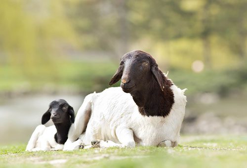 Many sheep breeds are bred primarily for meat and milk, resulting in less wool development