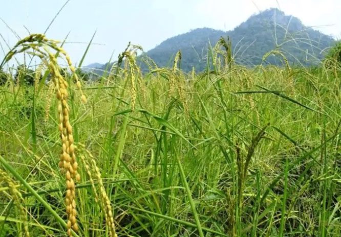 Curled rice leaves in high sunlight temperatures.