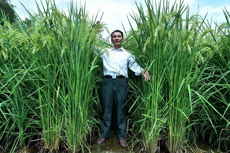 A researcher stands next to the giant rice plant.