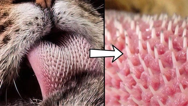 The tiger's tongue is covered with small, hard, hooked structures called papillae