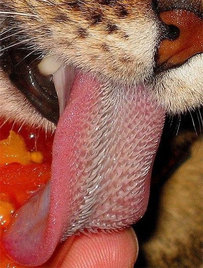 The astonishing fact about cat tongues that frightens many