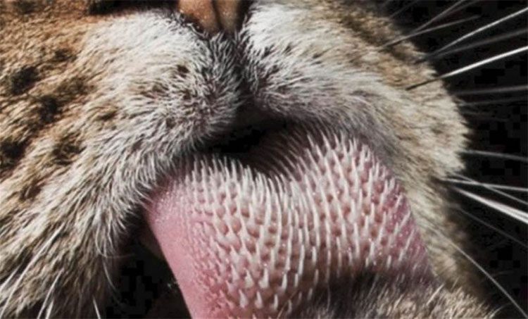 Close-up of the spines on a cat's tongue.