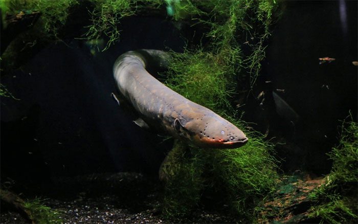 Electric eel