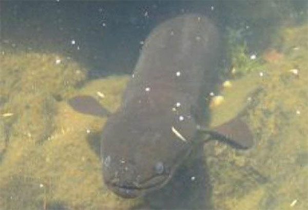 New Zealand Longfin Eel