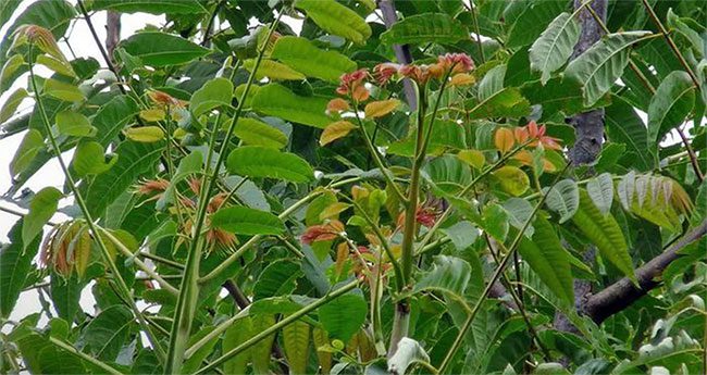 Toona sinensis grows naturally in many northern border provinces of Vietnam.