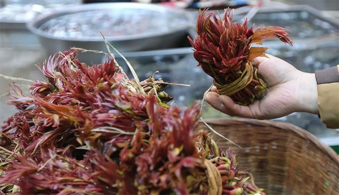 The young shoots of Toona sinensis are highly favored by Chinese consumers.