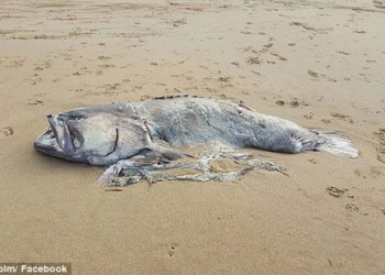 marine creature weighting 150kg washed ashore in australia 91221