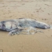 marine creature weighting 150kg washed ashore in australia 91221