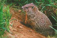 marmota 200