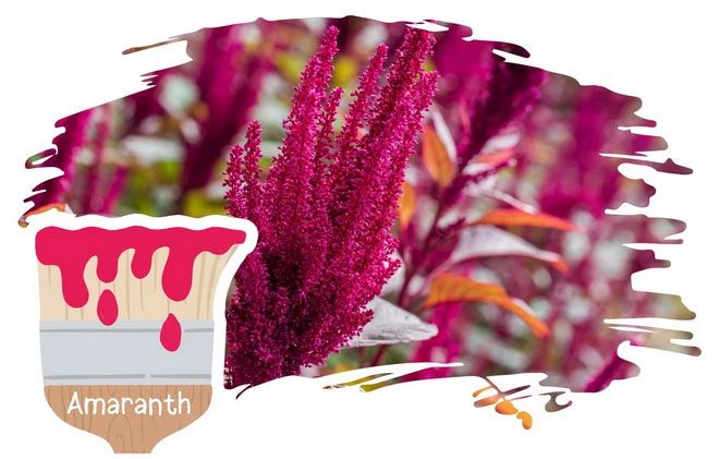 Amaranth Color